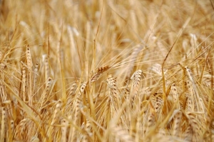 Khapli wheat